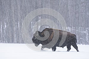 Bison bison bison in a blizzard, Elk Island National Park, Canada