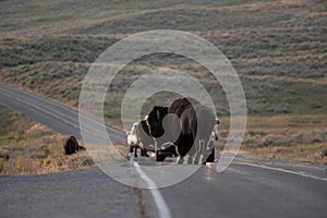 Bison Block Traffic In Hayden Valley