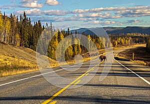 Bison blocking the highway, Yukon, Canada