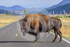 Bison blocking the road in Yellowstone photo