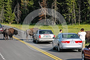 Bison blocking road in Yellowstone National Park, Wyoming