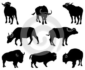 Bison and Buffalo