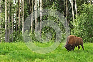 Bison (Buffalo)