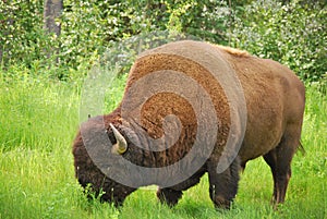 Bison (Buffalo)