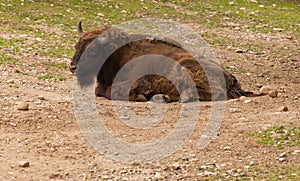 Bison Buffalo