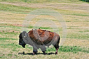 Bison Buffalo with birds in Wind Cave National Park