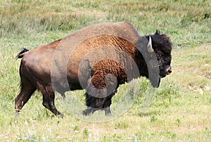 Bison or buffalo bull