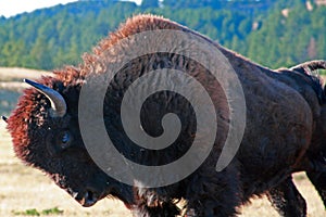 Bison Buffalo Bull arching and stretching in Wind Cave National Park in the Black Hills