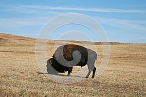 Bison Buffalo Bull in Custer State Park in the Black Hills of South Dakota USA