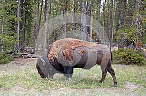 Bison Buffalo Bull grazing in Fishing Bridge campsite in Yellowstone National Park in Wyoming