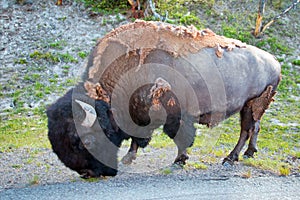 Bison Buffalo Bull grazing in the Hayden Valley near to Canyon Village in Yellowstone National Park in Wyoming USA