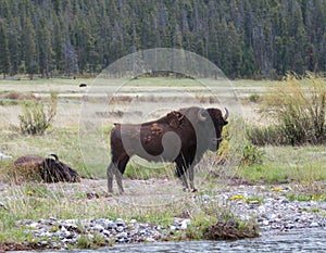 Bison Buffalo Bull standing next to Pebble Creek in the Lamar Valley in Yellowstone National Park in Wyoming