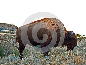 Bison Buffalo Bull in Theodore Roosevelt National Park North Unit in North Dakota USA