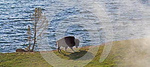 Bison Buffalo Bull walking past steaming vents next to Yellowstone Lake in Yellowstone National Park in Wyoming USA