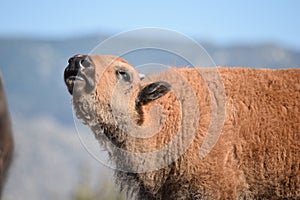 Bison buffalo calf