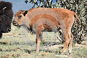 Bison buffalo calf and mother