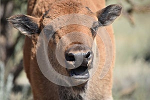 Bison buffalo calf open mouth