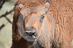 Bison buffalo calf straight on headshot