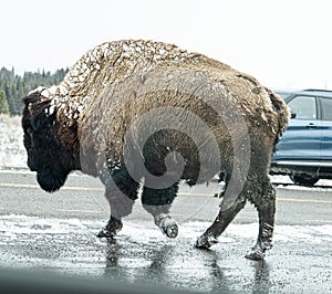 Bison buffalo, cloven hoof showing, with snow crosses road in Yellowstone National Park, USA. photo