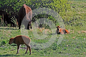 Bison Buffalo Cow with Calves in Custer State Park