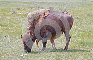 Bison Buffalo cow mother with nursing baby calf in the Lamar Valley of Yellowstone National Park in Wyoming USA