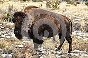 Bison Buffalo Cow Tumbleweed
