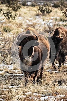 Bison Buffalo Cows