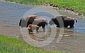 Bison Buffalo Cows with Calf in Yellowstone National Park in Wyoming USA