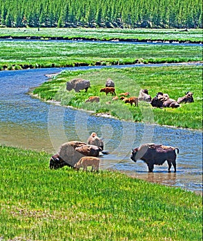 Bison Buffalo Cows crossing river with baby calf in Yellowstone National Park in Wyoming USA