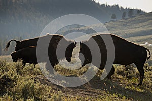 Bison Buffalo family sunset silhouette