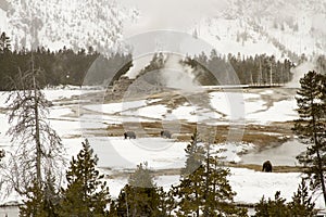 Bison or buffalo grazing in Upper Geyser Basin, Yellowstone National Park photo