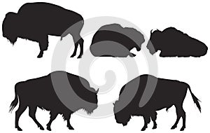 Bison or Buffalo photo