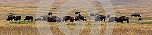 Bison (Buffalo) Herd