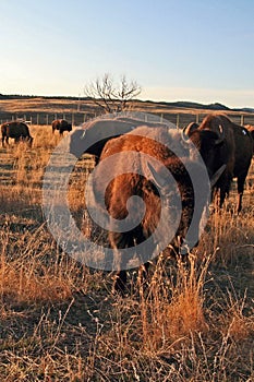 Bison Buffalo Herd in Custer State Park