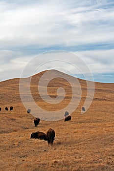 Bison Buffalo Herd in Custer State Park