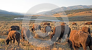 Bison Buffalo herd in early morning light in the Lamar Valley of Yellowstone National Park in Wyoiming