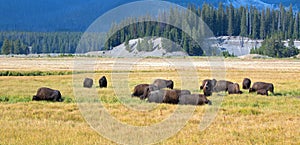 Bison Buffalo Herd in Pelican Creek grassland in Yellowstone National Park in Wyoming