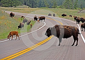 Bison Buffalo Herd traffic jam in Custer State Park