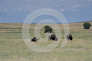 Bison, Buffalo out in nature