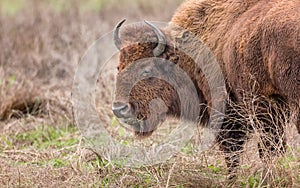 Bison Buffalo Portrait