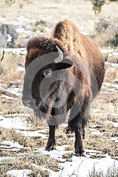 Bison Buffalo snow