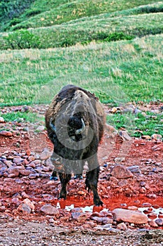 Bison Buffalo at Wind Cave National Park Water Hole and Mineral Lick