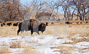Bison bull also called buffalo walking through snowy meadow