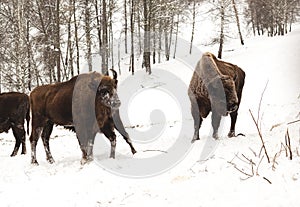 Diente toro a una vaca el becerro. la nieve a Bosque 