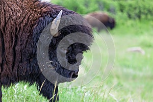 Bison Bull Profile