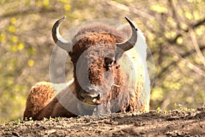 Bison Bull resting on a sunlite hill