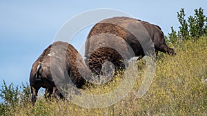 Bison Bulls Fight