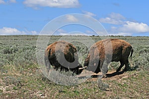 Bison Bulls fighting in Hayden Valley in Yellowstone National Park USA