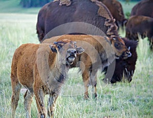 Bison Calf Calling with Adult Bison