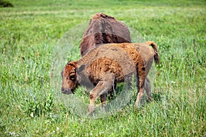 Bison with a calf grazing on the pasture of Custer State Park in Black Hills, South Dakota